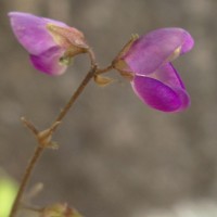 Pycnospora lutescens (Poir.) Schindl.